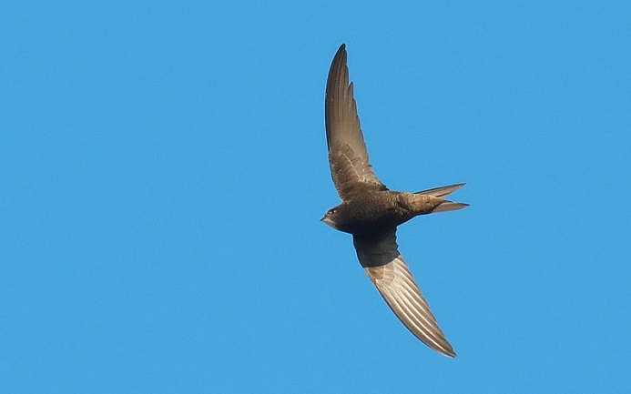 This bird can remain airborne for 10 months straight